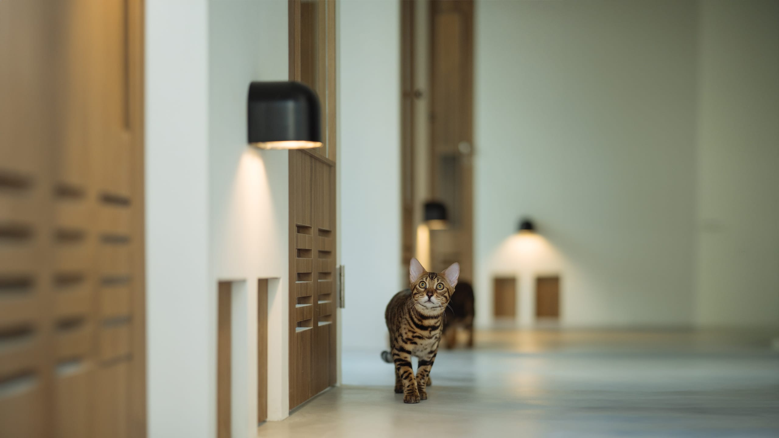 真正從貓視角出發2