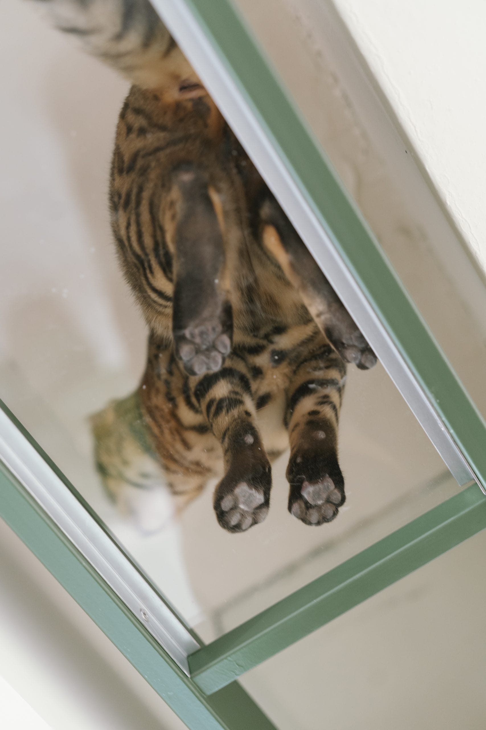 貓咖啡店裡專屬店長的空中步道